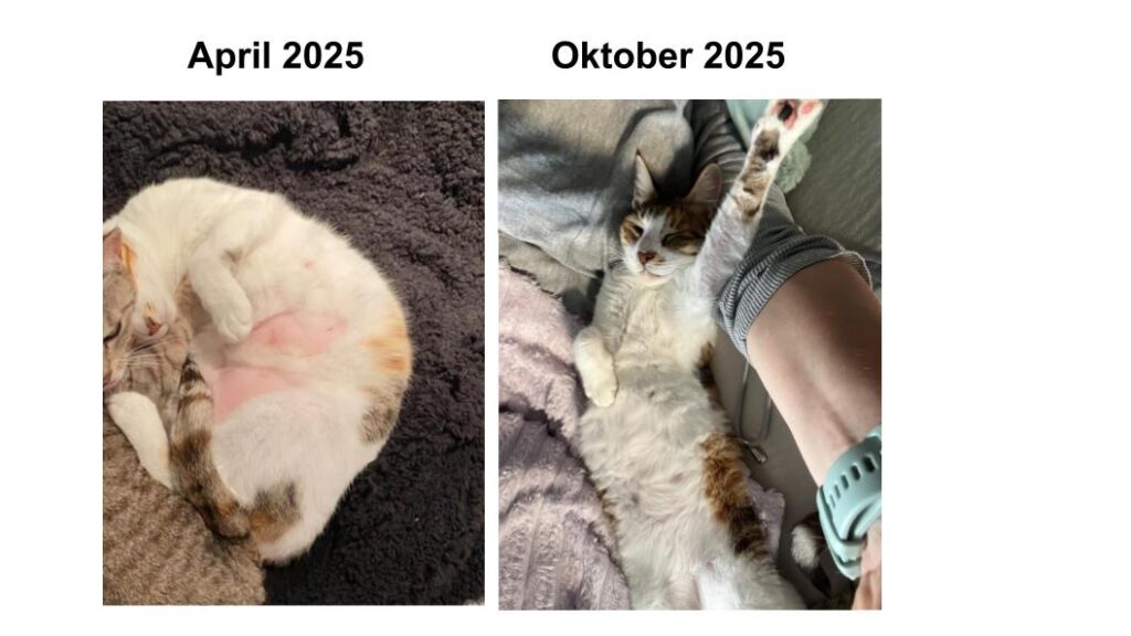 Ausschlussdiät Katzenernährungsberatung