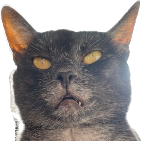 Voll Verplüscht Katzenernährungsberatung