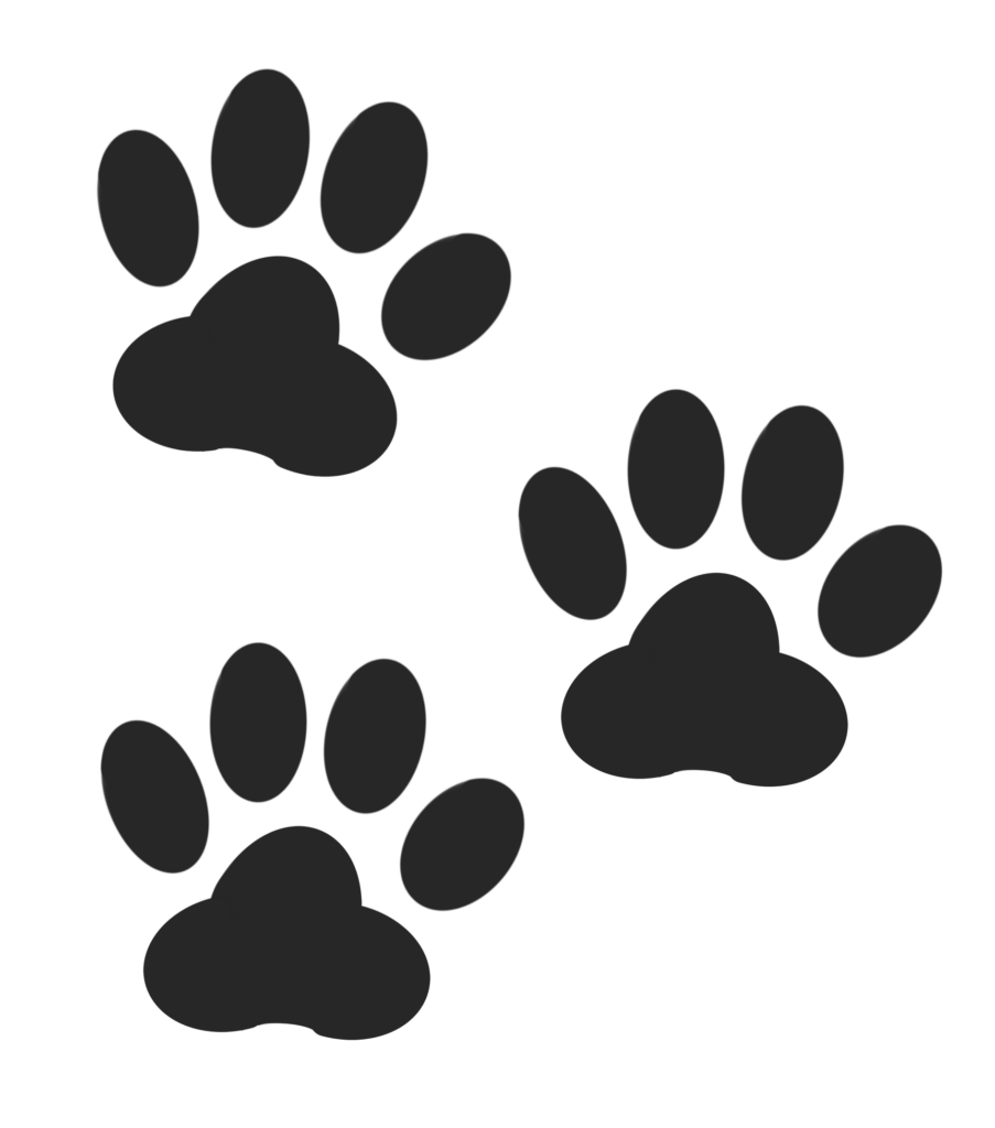 Voll Verplüscht Katzenernährungsberatung